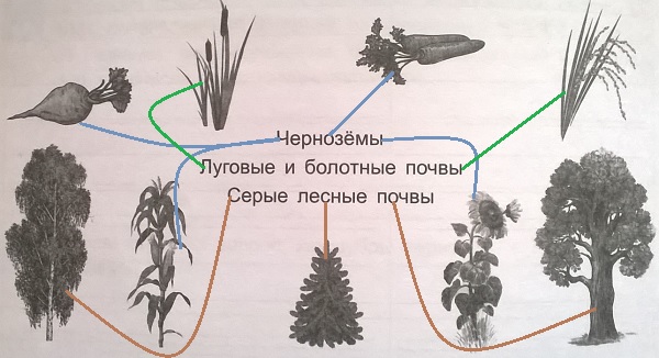 типы почвы и растения