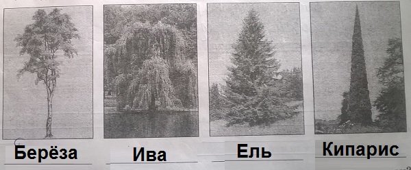 Берёза, Ива, Ель, Кипарис