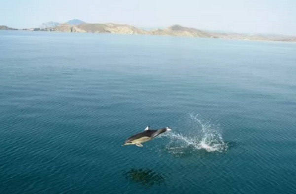 сообщение о Черном море